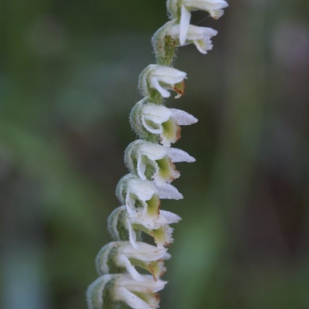 Spiranthes spiralis